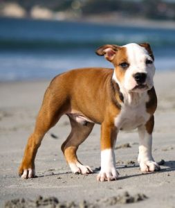 What to Feed a Pitbull Puppy to Get Big 