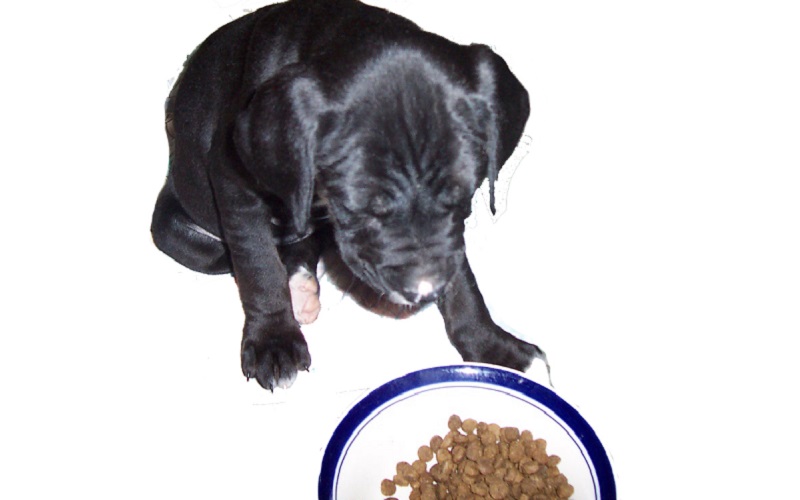 By-Products in Dog Food