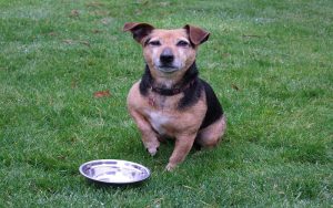 Purina Pro Plan NeuroCare